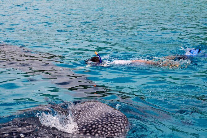 Whale Shark Snorkel Tour in Cancun (Snack Lunch included) - The Experience of Sharing Water with Whale Sharks