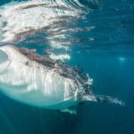 Whale-Shark Snorkeling Excursion to La Paz - Authentic Experiences and Top Highlights