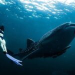 Whale Shark Snorkeling in La Paz - The Sum Up: Is It Worth It?