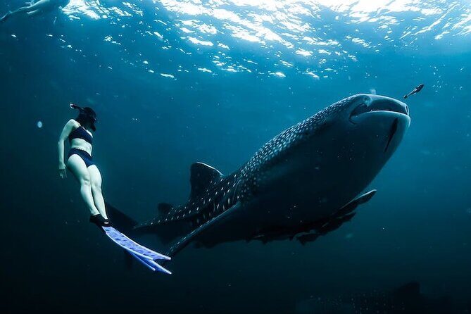 Whale Shark Snorkeling in La Paz - The Sum Up: Is It Worth It?