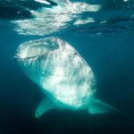 Whale Shark snorkeling tour in a reduced group with local marine biologist - The Bottom Line