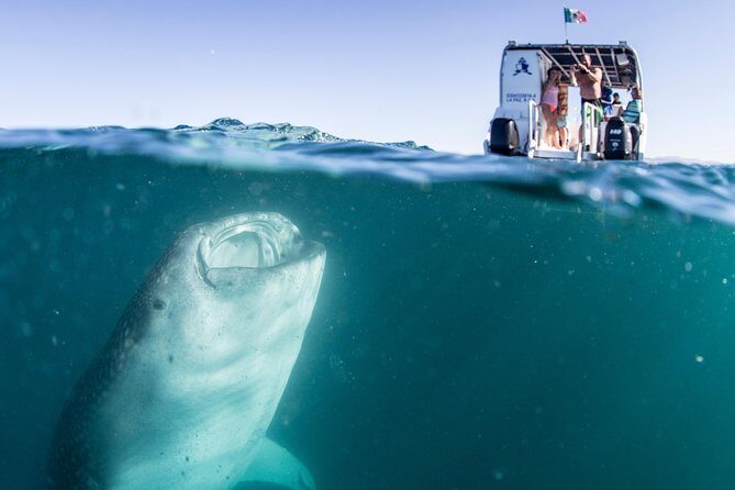 Whale Shark Swim Adventure in La Paz - Frequently Asked Questions