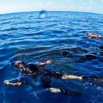 Whale Shark Swim Adventure SMALL GROUP from Cancun - The Experience in Detail