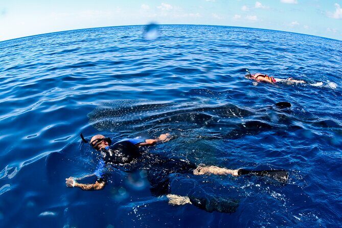 Whale Shark Swim Adventure SMALL GROUP from Cancun - The Experience in Detail