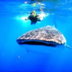 Whale Shark Swim, La Paz, and Todos Santos Day Trip - The Nuts and Bolts of the Tour