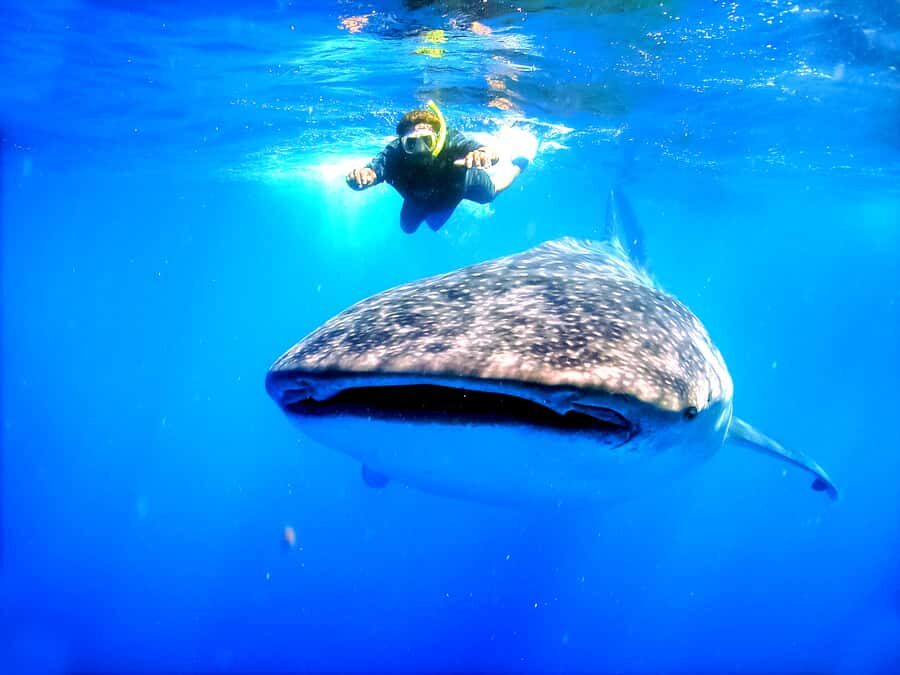 Whale Shark Swim, La Paz, and Todos Santos Day Trip - The Nuts and Bolts of the Tour