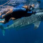 Whale Shark Swimming Adventure from Cancun & Riviera Maya - Seasonal June/Sept - The Value of This Tour
