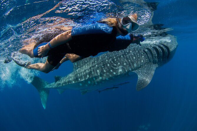 Whale Shark Swimming Adventure from Cancun & Riviera Maya - Seasonal June/Sept - The Value of This Tour