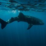 Whale Shark Swimming and Isla Mujeres Beach Tour - Understanding the Value