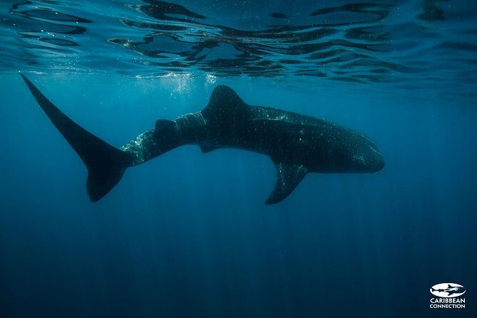 Whale Shark Swimming and Isla Mujeres Beach Tour - Understanding the Value