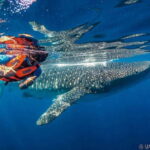 Whale Shark swimming ocean safari all included tour - What We Love About This Tour