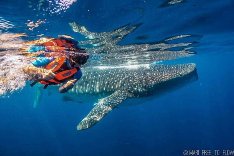 Whale Shark swimming ocean safari all included tour - What We Love About This Tour