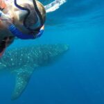 Whale Shark Tour from Cancun and Playa Del Carmen - The Value and Cost of the Tour