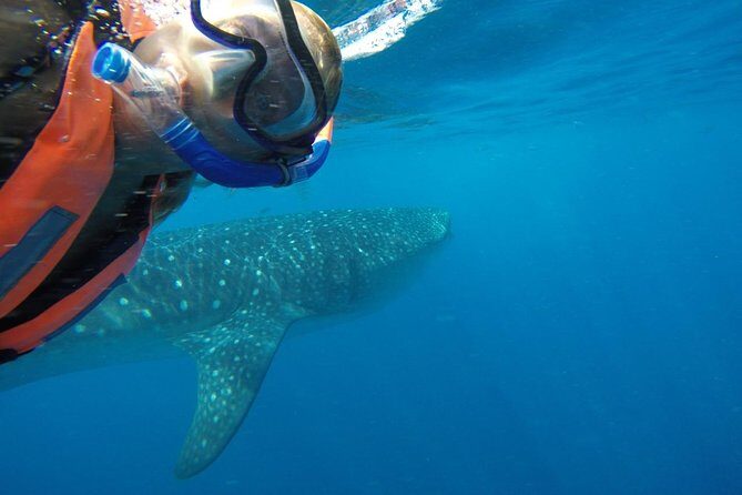 Whale Shark Tour from Cancun and Playa Del Carmen - The Value and Cost of the Tour