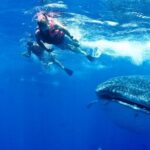 Whale Shark Tour from Cancun, Playa del Carmen, Tulum and Riviera Maya - Authentic Feedback from Travelers