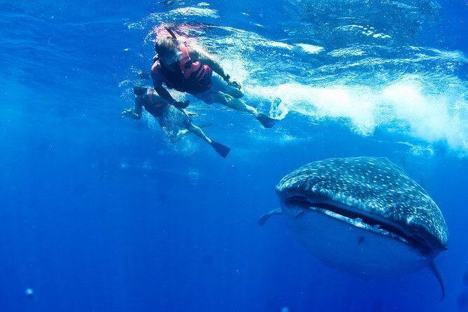 Whale Shark Tour from Cancun, Playa del Carmen, Tulum and Riviera Maya - Authentic Feedback from Travelers