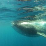 Whale Shark Tour from Holbox Island - FAQs