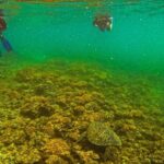 Whale Sharks and Sea Lions Snorkeling Picnic at Balandra Beach - FAQ