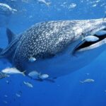 Whale Sharks Small-Group Tour in Cancun and Riviera Maya - The Itinerary Explored