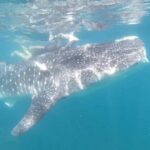Whale Sharks Snorkeling Experience - Authentic Encounters and Practical Tips