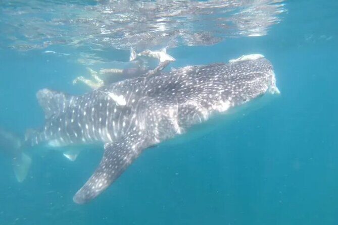 Whale Sharks Snorkeling Experience - Authentic Encounters and Practical Tips