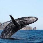 Whale Tale Adventures in Los cabos - The Experience in Detail