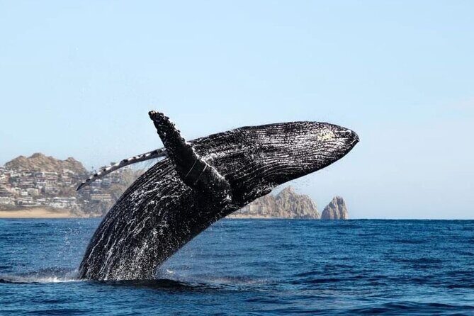 Whale Tale Adventures in Los cabos - The Experience in Detail