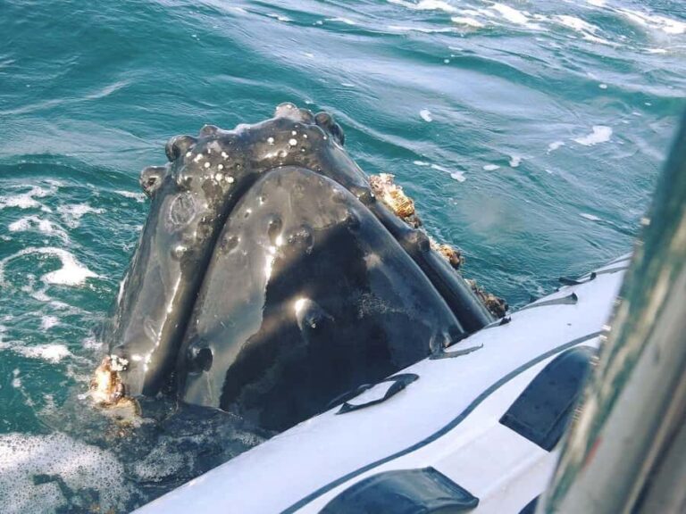 Whale Tour in Puerto Vallarta by Speedboat or Catamaran - Who Should Consider This Tour?