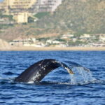 Whale Watch Cabo: Group Whale Watching Tour - FREE photos - The Itinerary in Detail