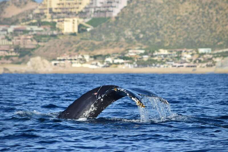 Whale Watch Cabo: Group Whale Watching Tour - FREE photos - The Itinerary in Detail