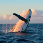 Whale Watch Sail Ma'alaea - Who Will Enjoy This Tour?