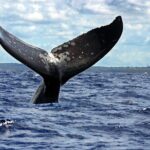 Whale Watching - A Detailed Look at the Whale Watching Tour