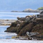 Whale Watching Adventure from Vancouver BC - The Value Proposition