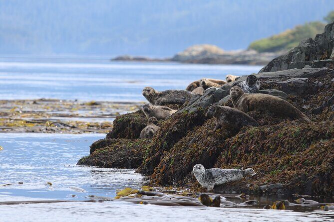 Whale Watching Adventure from Vancouver BC - The Value Proposition