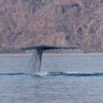 Whale Watching Adventure in Loretos Sea of Cortez - Who Should Consider This Tour?
