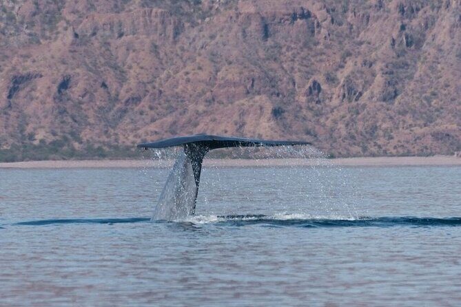 Whale Watching Adventure in Loretos Sea of Cortez - Who Should Consider This Tour?