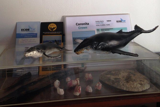 Whale Watching Adventure - leaded by marine biologist. - Why This Tour Rewards Your Investment