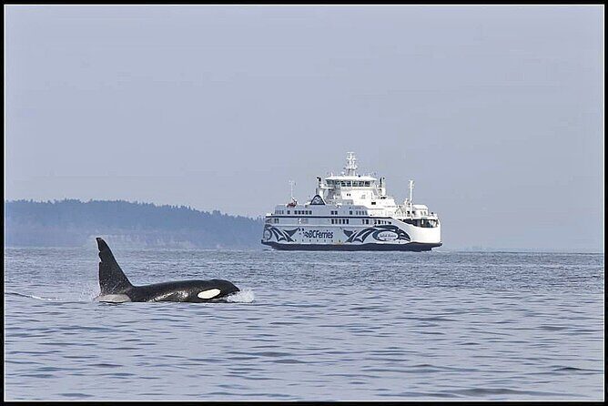 Whale Watching Adventure Vancouver - Itinerary Breakdown: What to Expect