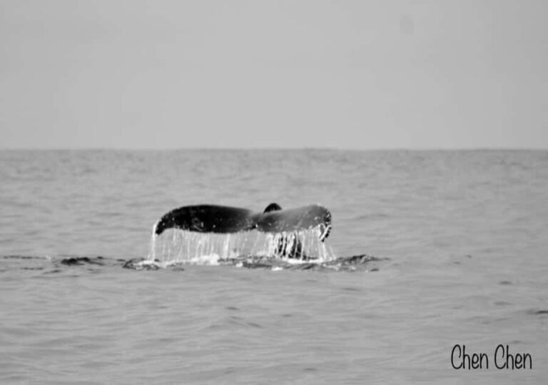 Whale Watching At The Sea of Cortez - Practical Tips for Participants