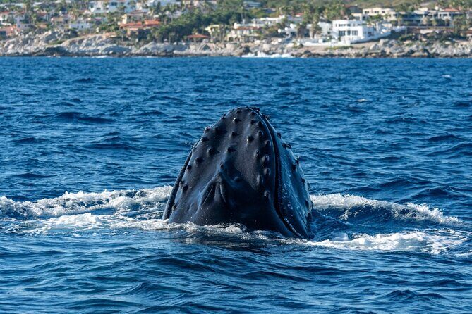 Whale Watching by Zodiac in Cabo San Lucas with Photos Included - The Value of the Tour: Is It Worth the Price?