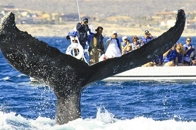 Whale Watching Cruise in Cabos San Lucas and Ground Transportation - Who Will Love This Tour?