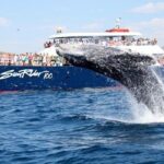 Whale Watching Dinner Cruise in Cabo San Lucas - Authentic Experiences and Guest Insights