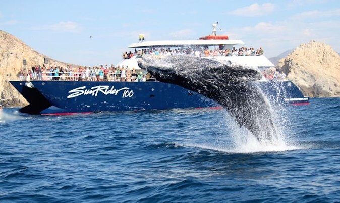 Whale Watching Dinner Cruise in Cabo San Lucas - Authentic Experiences and Guest Insights
