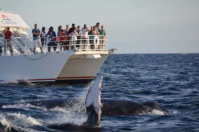 Whale-Watching Discovery Cruise with Brunch or Dinner - Real Traveler Feedback