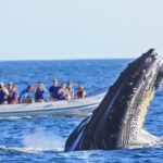 Whale Watching Experience - Final Thoughts: Is This the Right Tour for You?