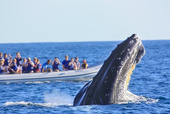 Whale Watching Experience - Final Thoughts: Is This the Right Tour for You?