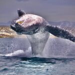Whale Watching Experience in Cabo San Lucas - What Makes This Whale Watching Tour Stand Out?