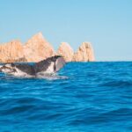 Whale Watching Experience in Cabo San Lucas 2 hours - What’s Included and What’s Not