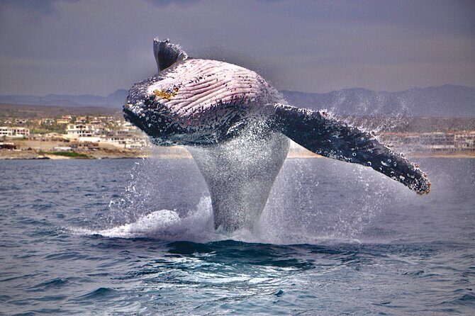 Whale Watching Experience in Cabo San Lucas - What Makes This Whale Watching Tour Stand Out?