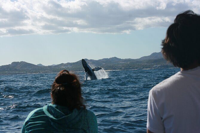 Whale Watching Group Tour in San Jose del Cabo - FAQ